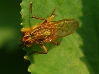 Cyclorrhapha